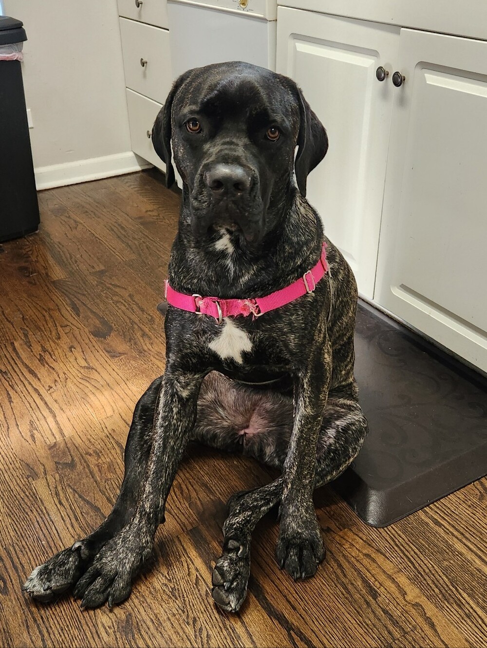 Meet Roxy. We're very open to offers!
